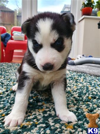 Siberian Husky dog