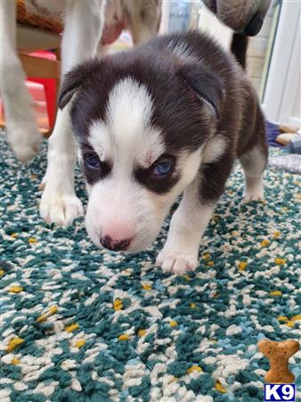 Siberian Husky dog