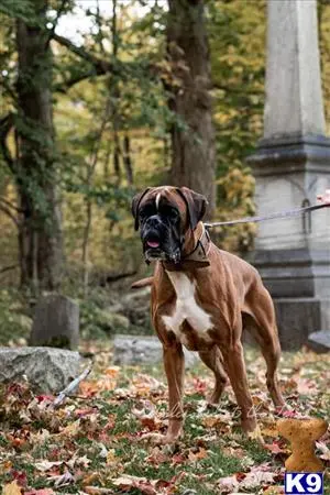 Boxer stud dog