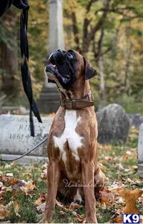 Boxer stud dog