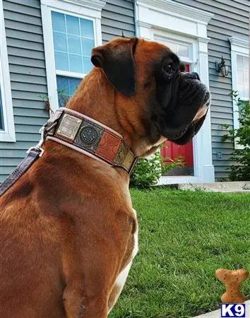 Boxer stud dog