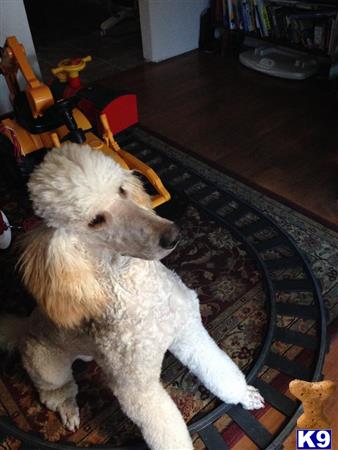 a poodle dog lying on a couch