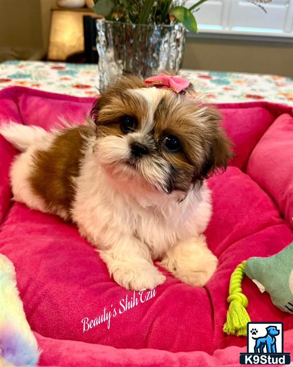 a small shih tzu dog on a pink blanket