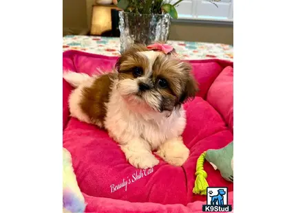 a small shih tzu dog on a pink blanket