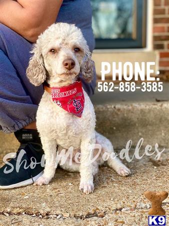 a poodle dog wearing a shirt