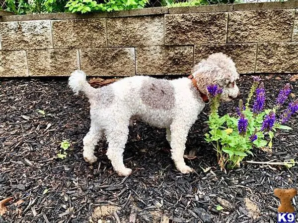 Poodle stud dog