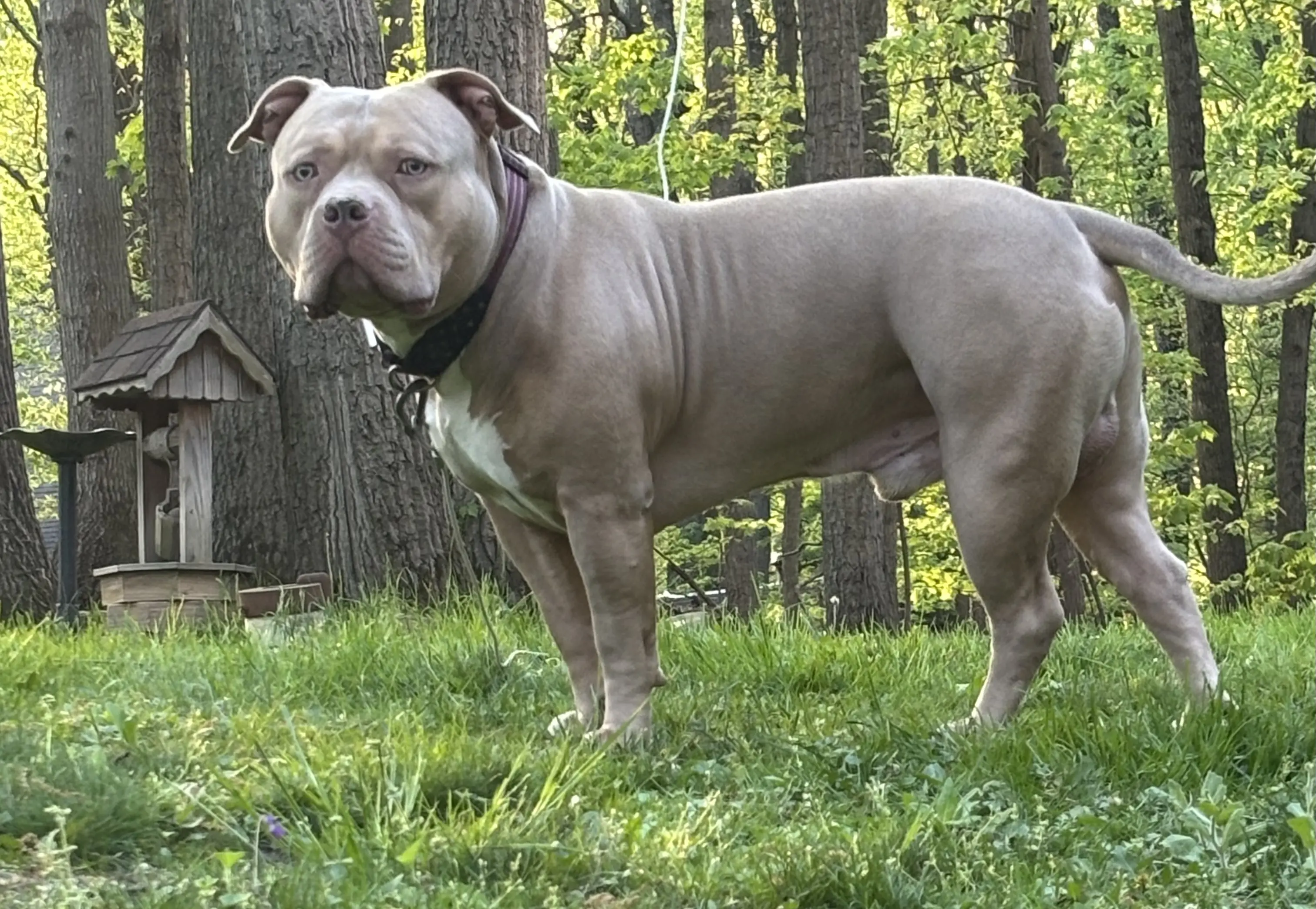 American Bully stud dog: Muscular American Bully with a light brown coat in a grassy area