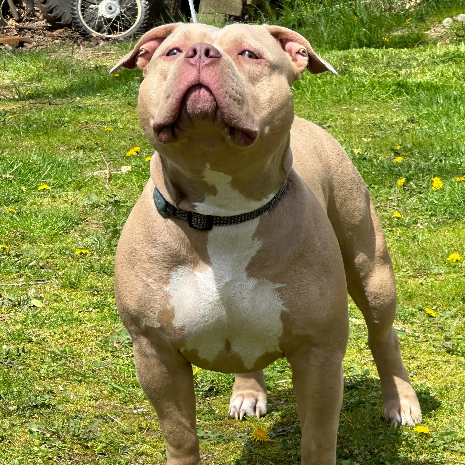 American Bully stud dog: Tan American Bully standing proudly in a grassy yard
