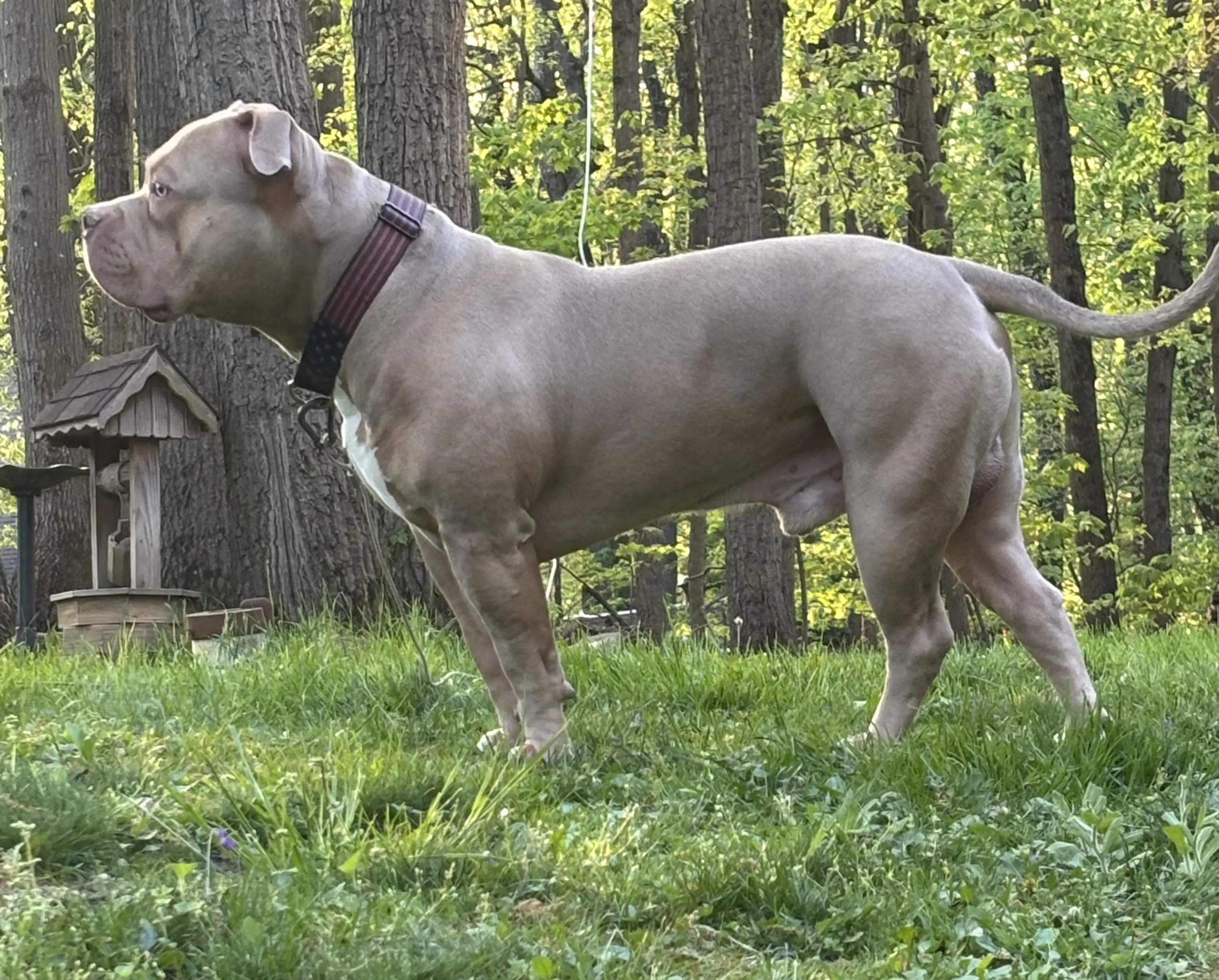 American Bully stud dog: Gray American Bully standing in a grassy area among trees