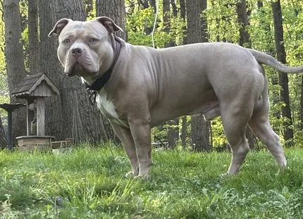 American Bully stud dog: Muscular American Bully with a light brown coat in a grassy area