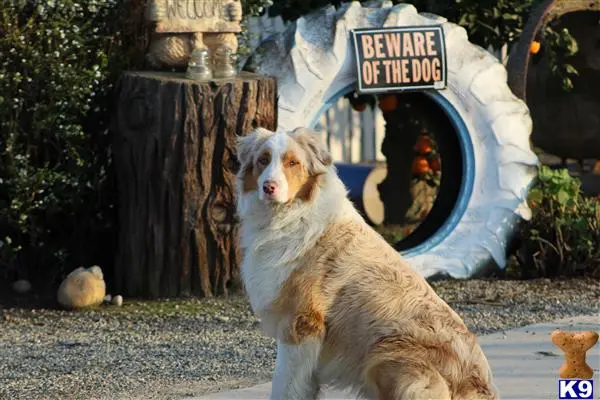 Australian Shepherd stud dog