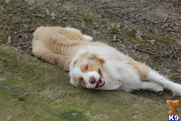 Australian Shepherd stud dog