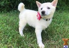 shiba inu puppy posted by effieroseline