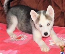 siberian husky puppy posted by egard200