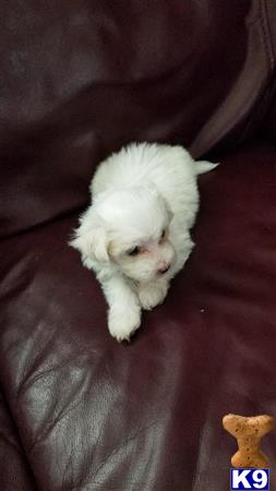 Maltese puppy for sale