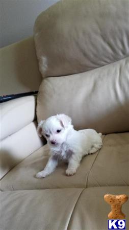 Maltese puppy for sale
