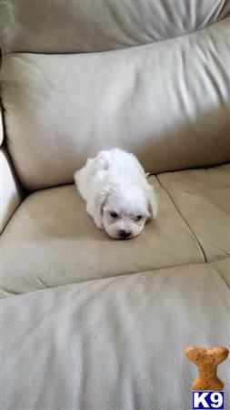 Maltese puppy for sale