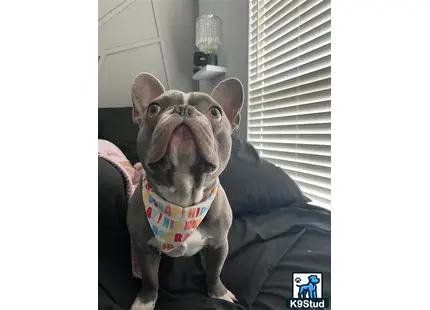 a french bulldog dog sitting on a couch