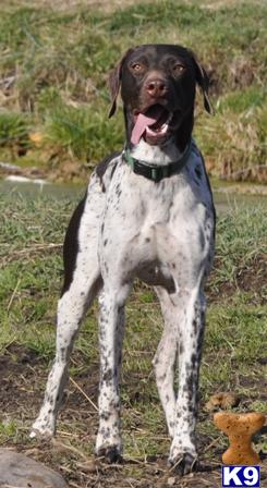 German Shorthaired Pointer