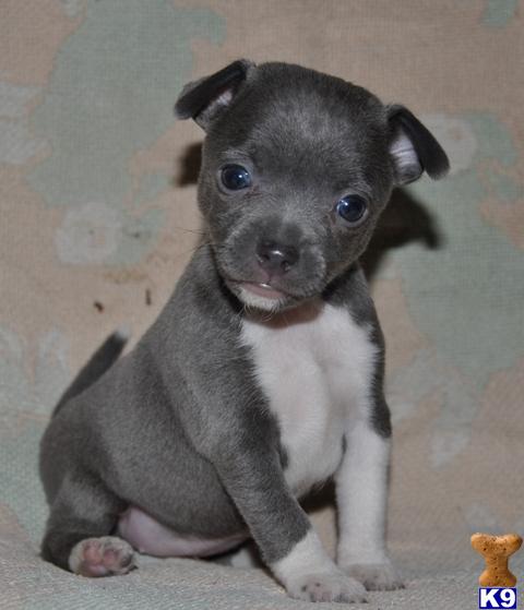 Rat Terrier Puppy For Victoria Blue Tuxedo Female Rat Terrier Puppy For Victoria