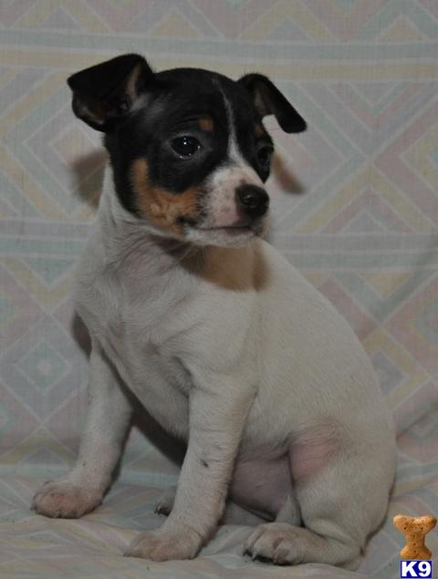 Rat Terrier