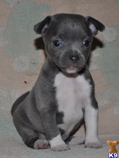 blue rat terrier puppies for sale rat terrier puppy for sale blue tuxedo rat terrier 6 years blue rat terrier puppies for sale rat terrier puppy for sale blue tuxedo rat terrier 6 years