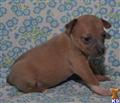 rat terrier puppy posted by ehall