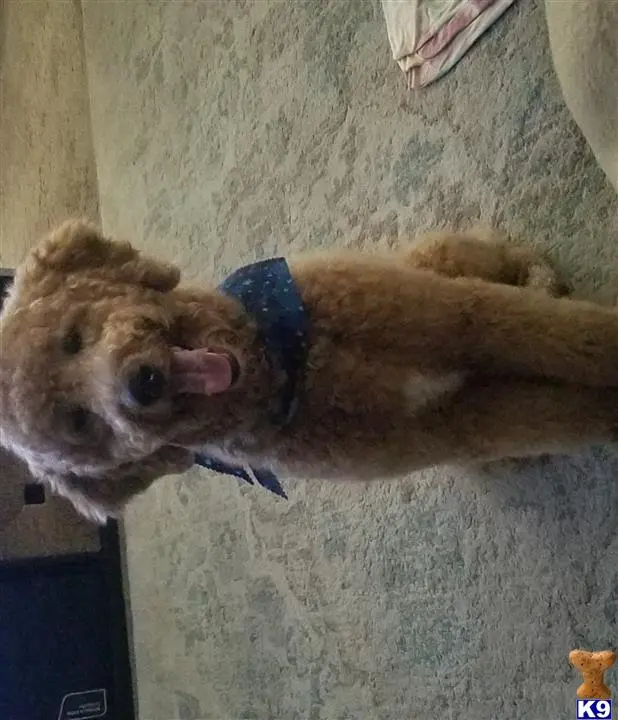 Goldendoodles stud dog