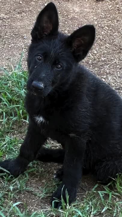German Shepherd puppy for sale: Error: Operation returned an invalid status code BadRequest<br/>Stack Trace:    at Microsoft.Azure.CognitiveServices.Vision.ComputerVision.ComputerVisionClient.<DescribeImageInStreamWithHttpMessagesAsync>d__41.MoveNext()
--- End of stack trace from previous location where exception was thrown ---
   at System.Runtime.ExceptionServices.ExceptionDispatchInfo.Throw()
   at System.Runtime.CompilerServices.TaskAwaiter.HandleNonSuccessAndD