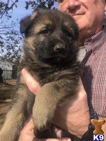 German Shepherd