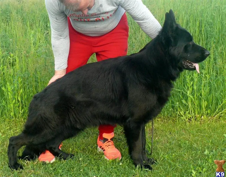 German Shepherd stud dog