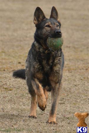 German Shepherd dog