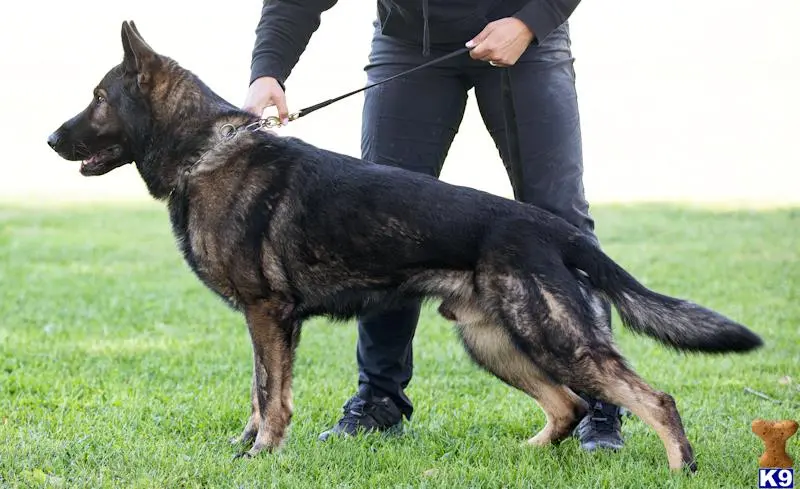 German Shepherd stud dog