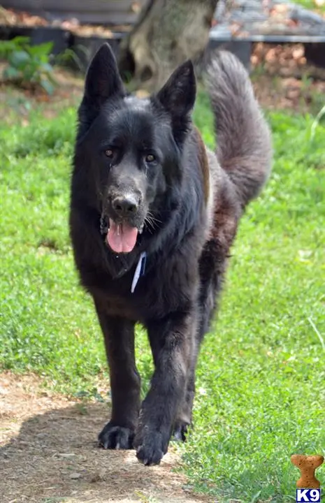 German Shepherd stud dog