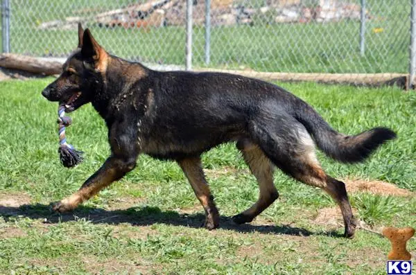 German Shepherd stud dog