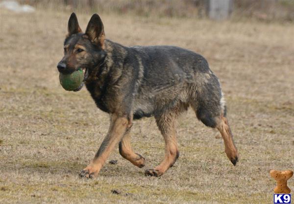 German Shepherd dog