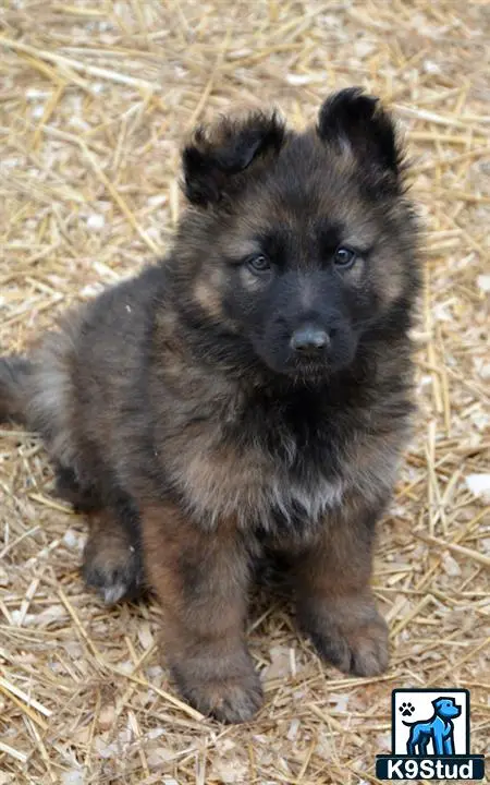 German Shepherd puppy for sale