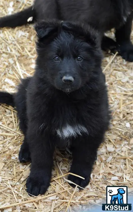 German Shepherd