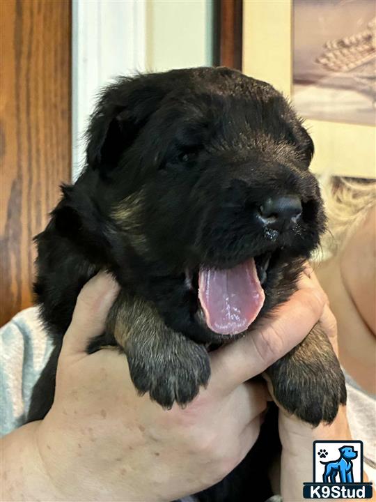 a black german shepherd puppy with its tongue out