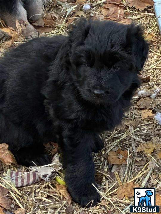 a black german shepherd puppy in a cage