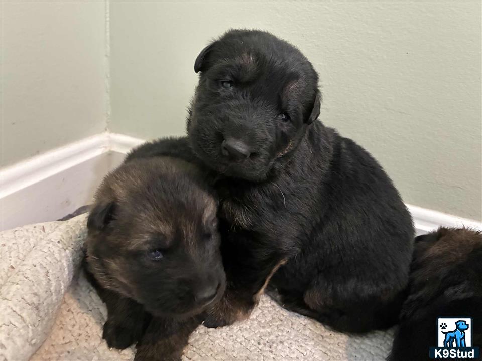 a couple of german shepherd puppies