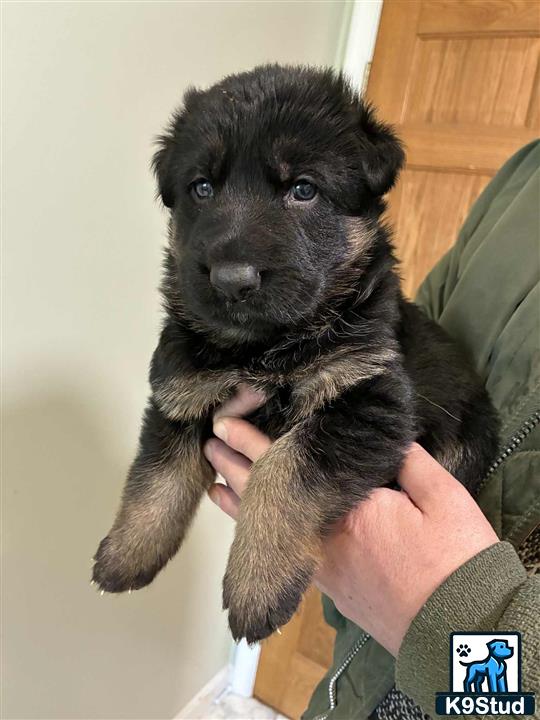 a person holding a german shepherd dog