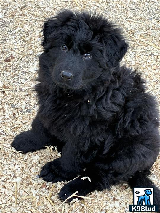 a black german shepherd dog lying on the ground