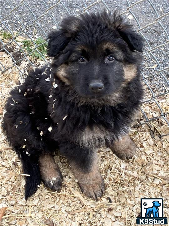 a german shepherd dog sitting on the ground