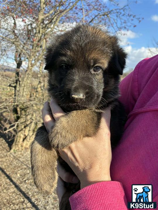 a person holding a german shepherd dog