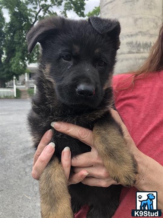 a person holding a german shepherd dog