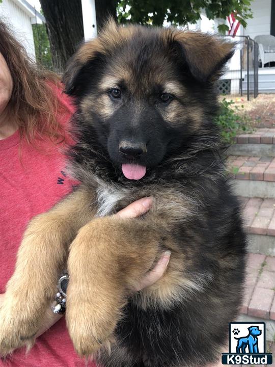 a person holding a german shepherd dog