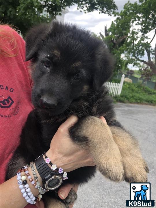a person holding a german shepherd puppy