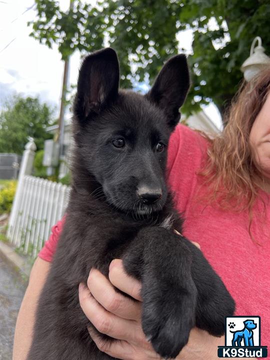 a person holding a german shepherd dog