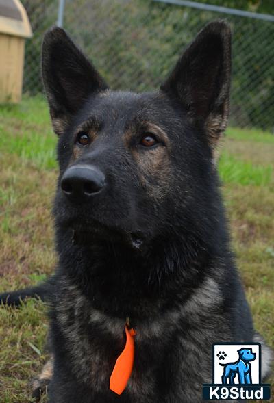 a black german shepherd dog with a carrot in its mouth